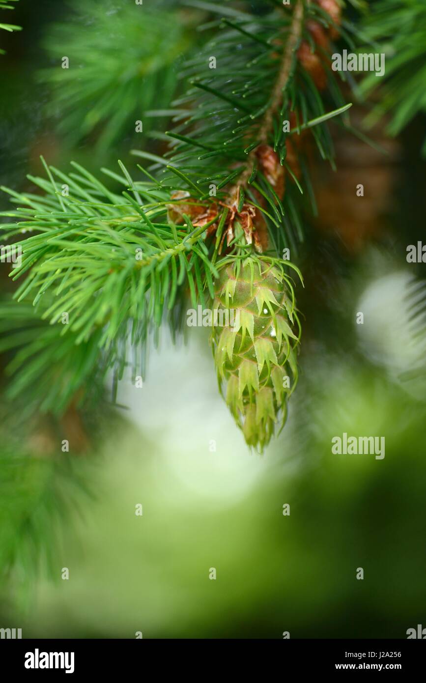 Detail on the cones of the Douglas Fir Stock Photo