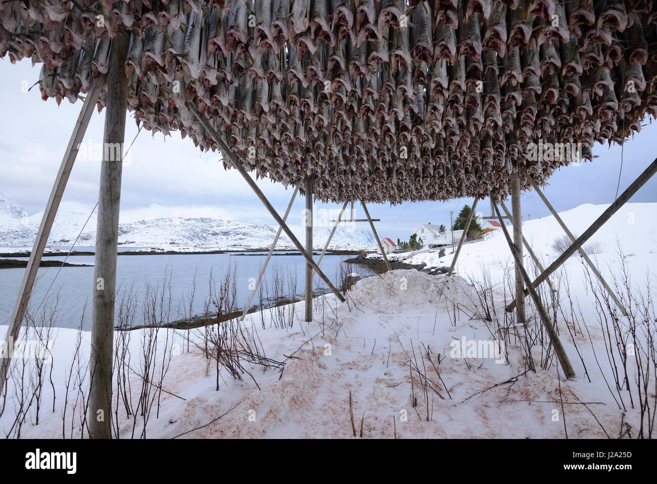 Drying cod on the Lofoten Stock Photo - Alamy