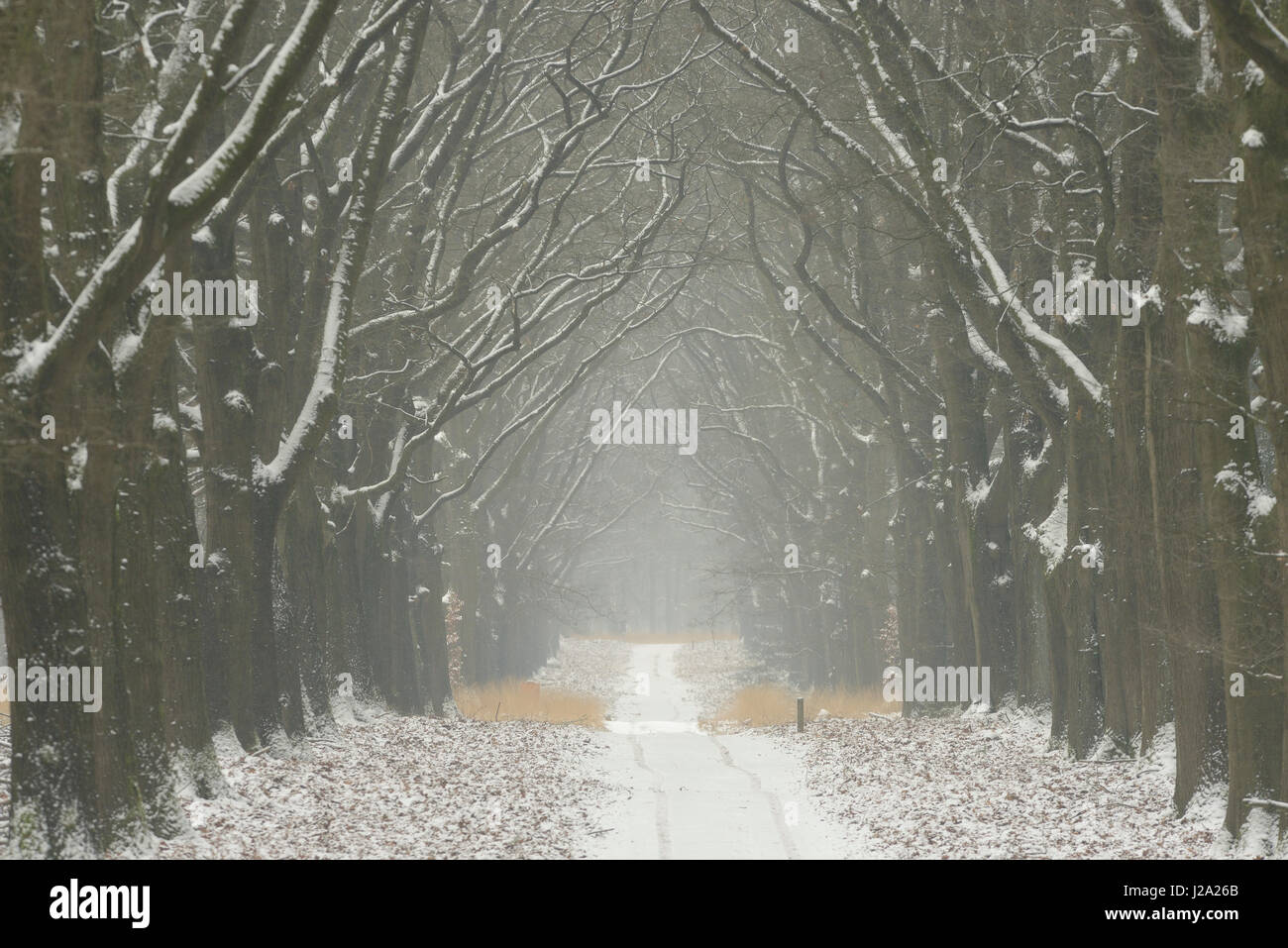 A forest road in the winter Stock Photo - Alamy
