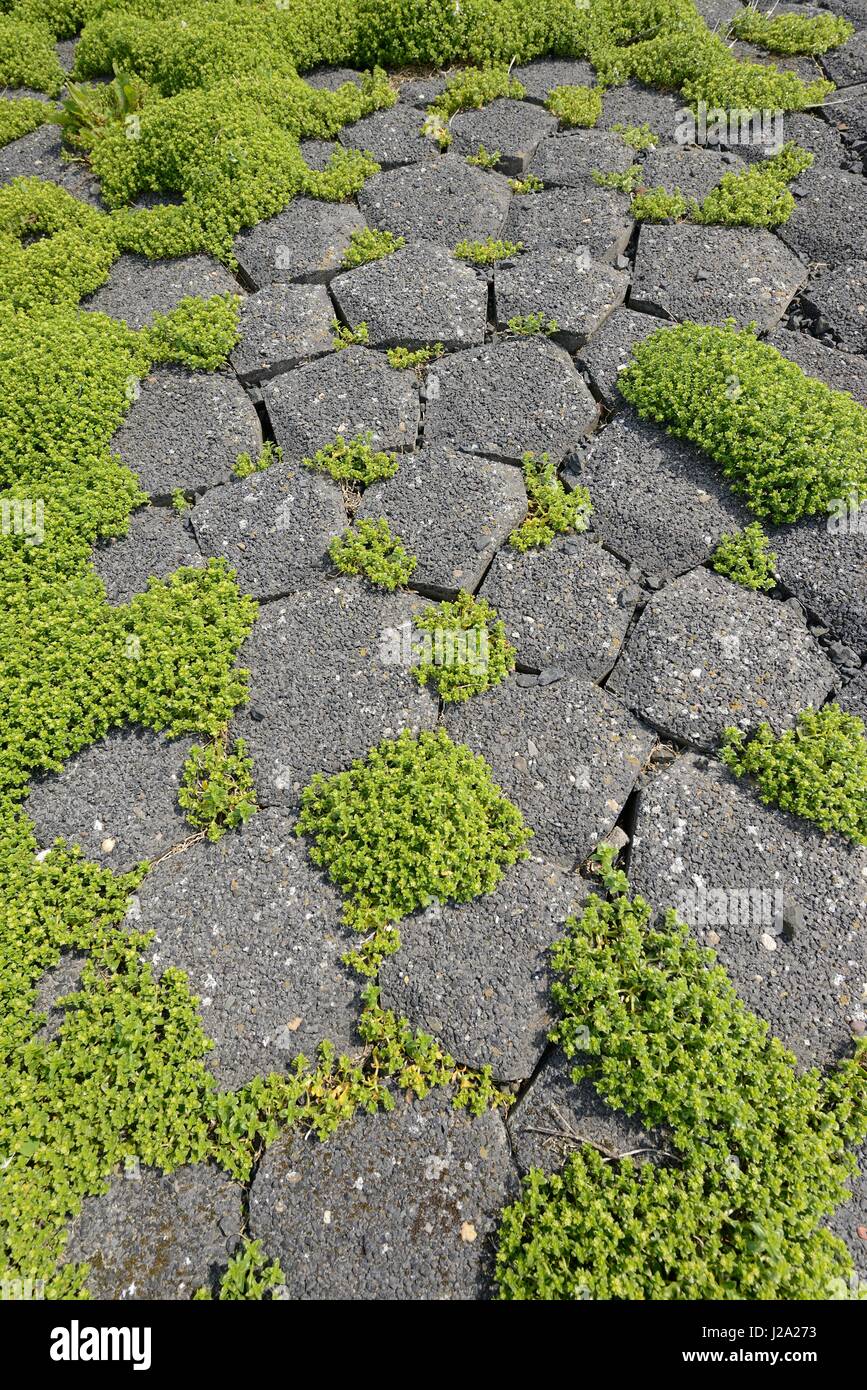 Flowering Sea sandwort between stones of sea dike Stock Photo