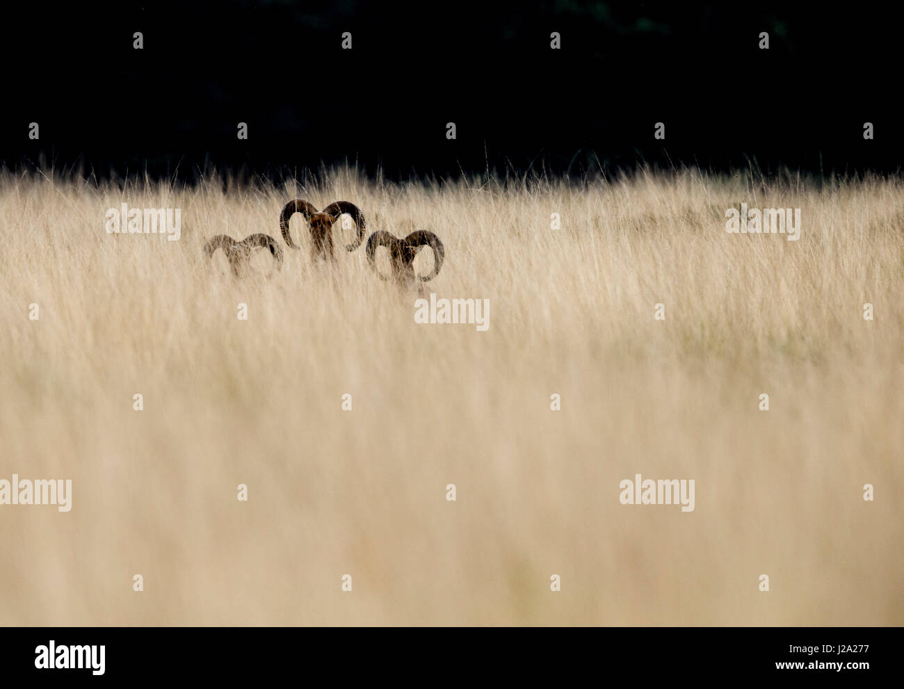 Three male Mouflons run through high grass Stock Photo