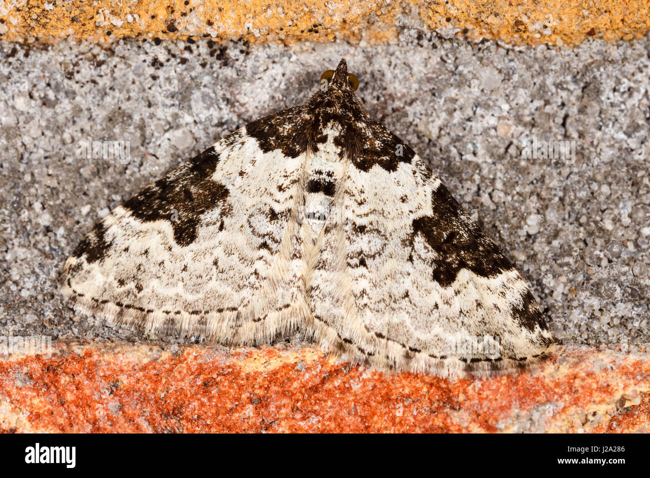 Garden Carpet (Xanthorhoe fluctuata) resting on a joint between a yellow and a red brick Stock Photo