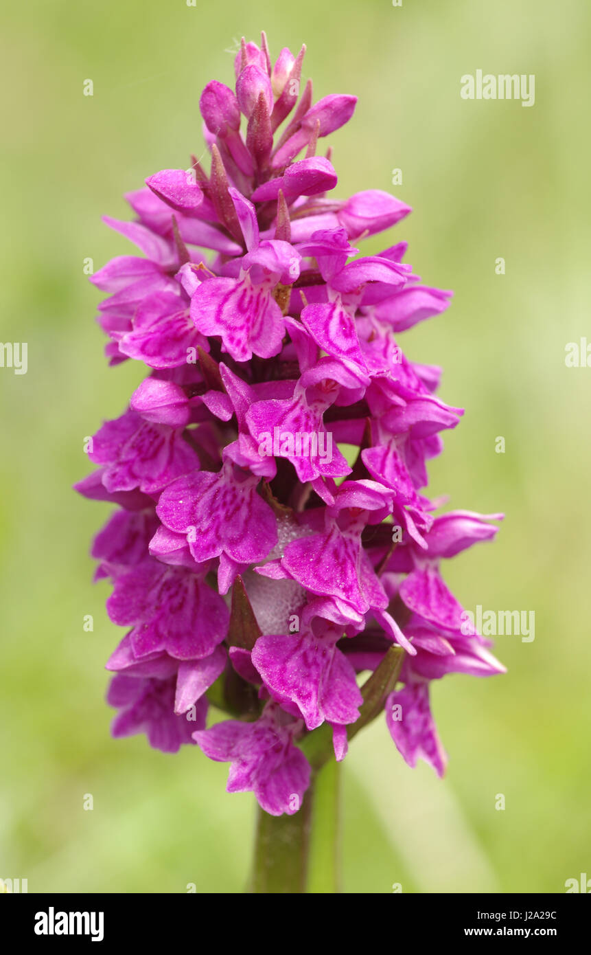 Flowering of Broad-leaved Marsh Orchid Stock Photo