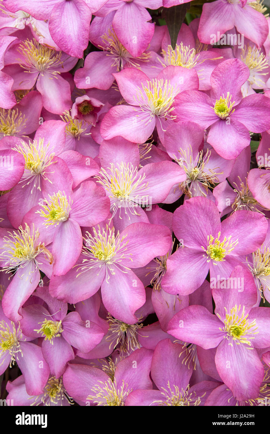 Anemone Clematis in full bloom in a garden in the outskirts of Welsum. Stock Photo