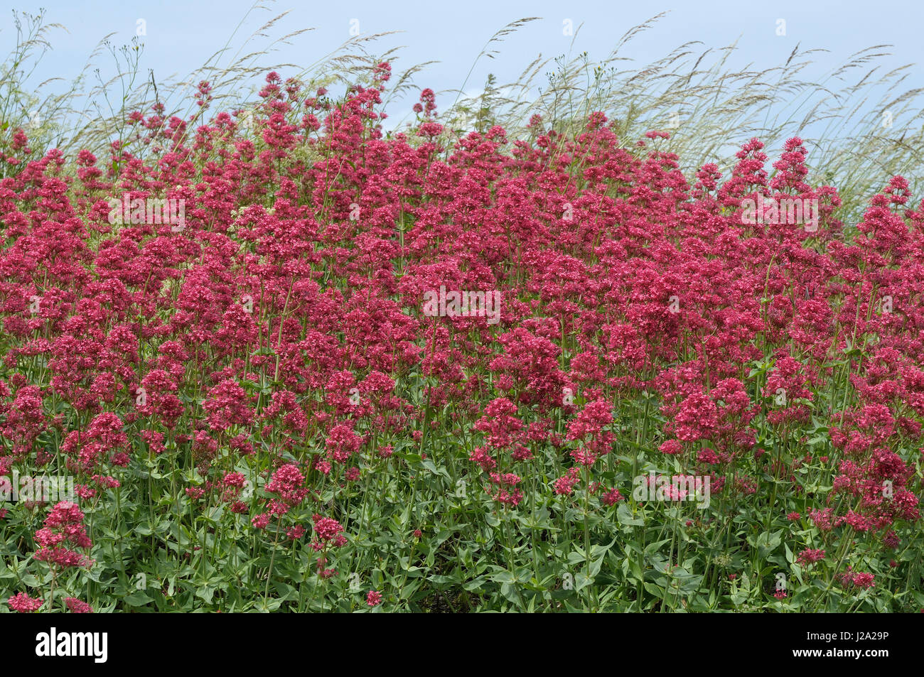 Red Valerian flowering along the Waal river near Haaften Stock Photo