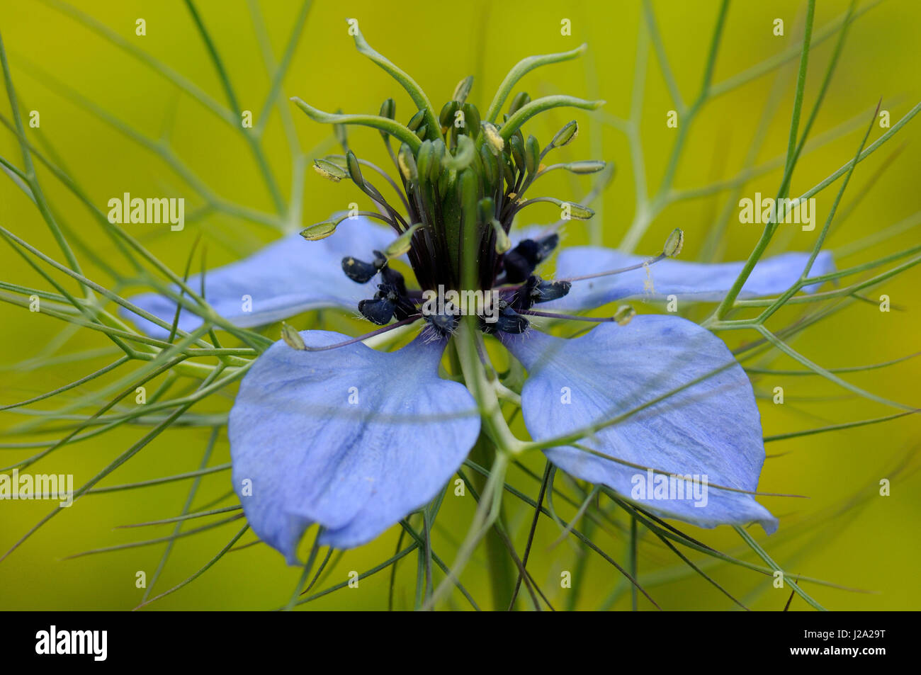 Love-in-a-mist flower in close-up Stock Photo