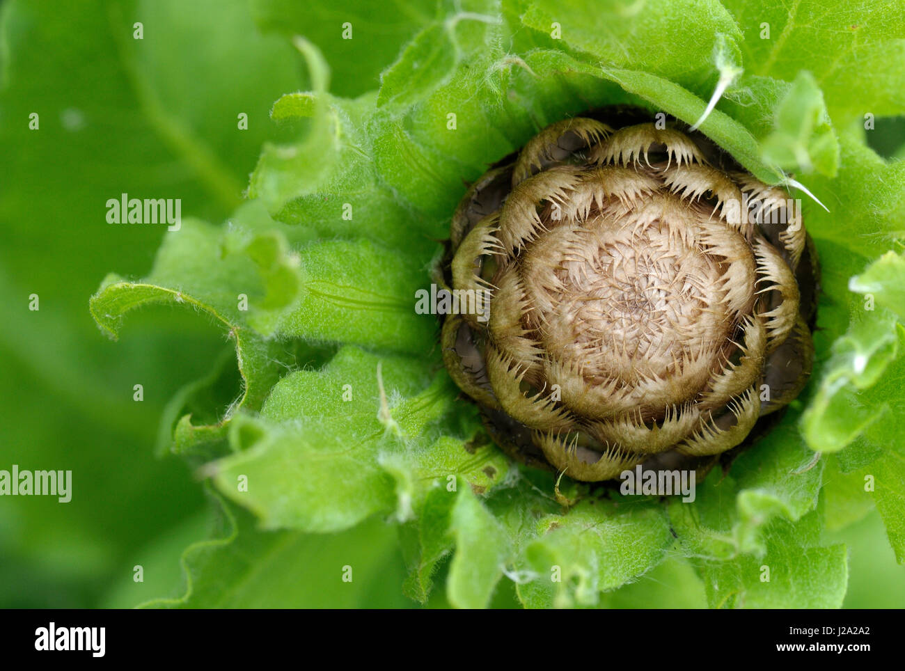 Giant Knapweed flower bud in close-up Stock Photo