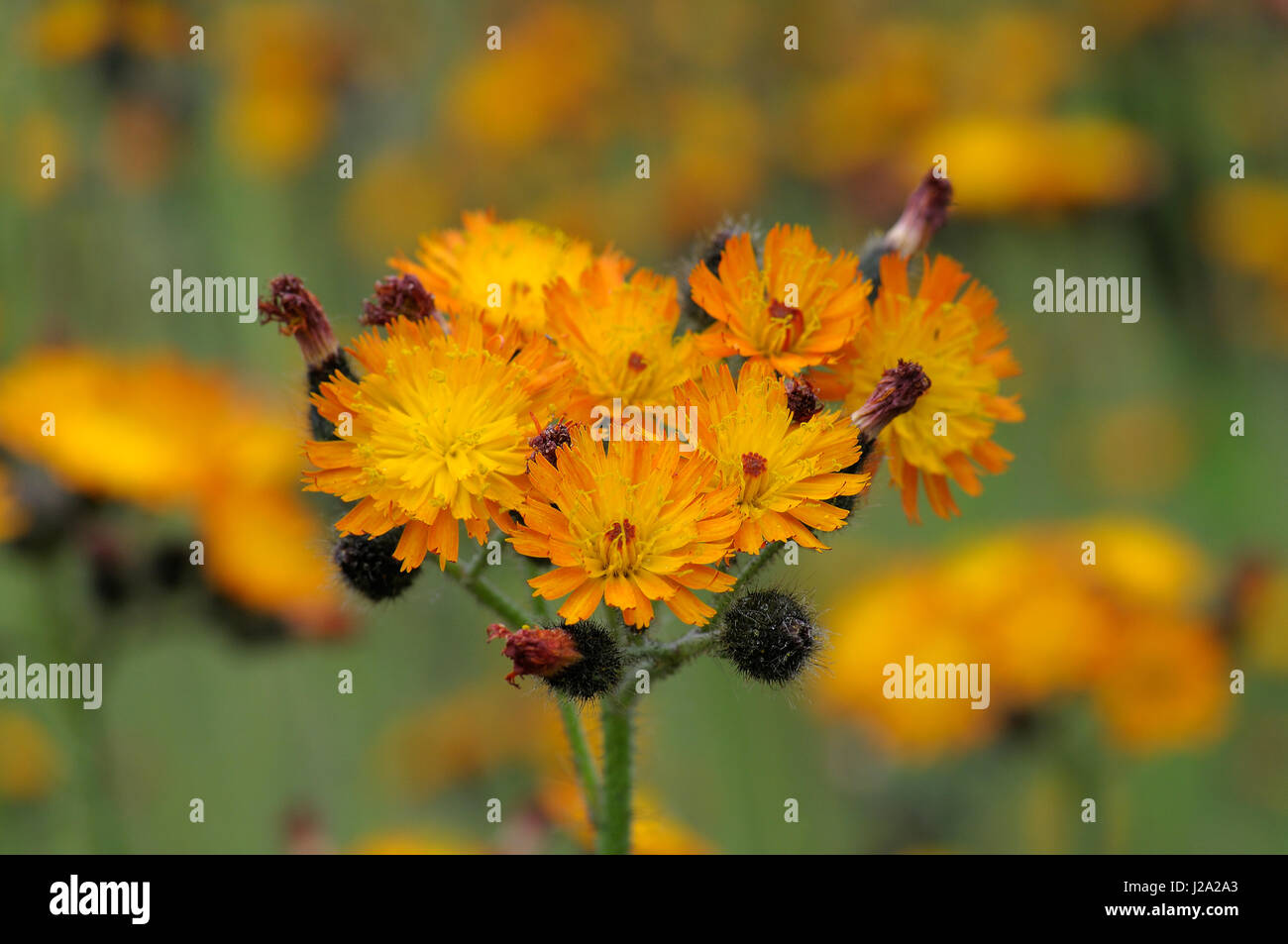 Orange Hawkweed flowering Stock Photo