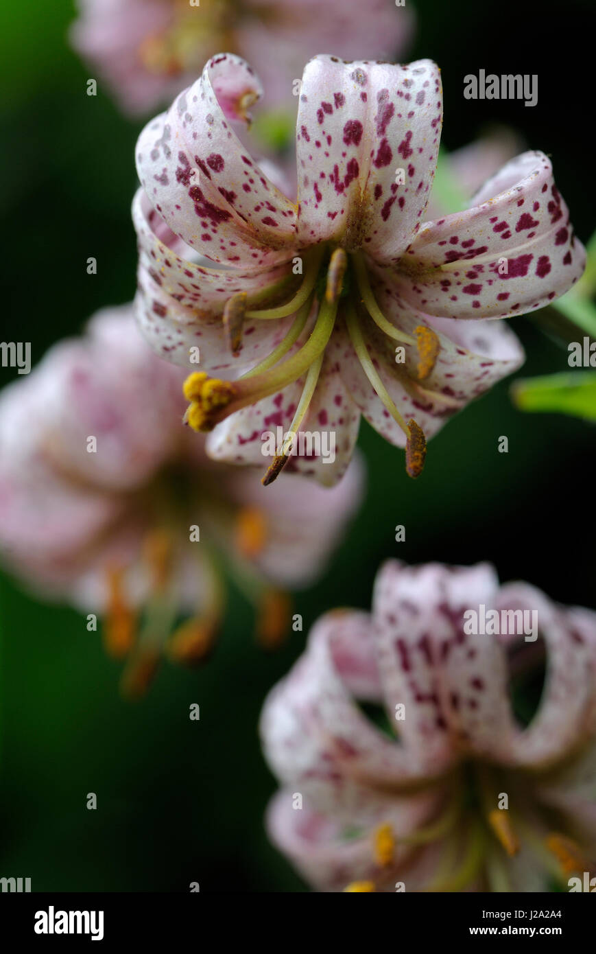 Martagon flower in close-up Stock Photo