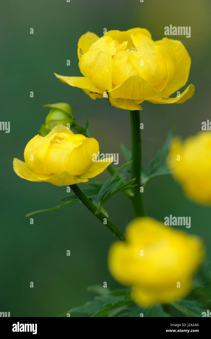 Flowering Globeflower in closeup Stock Photo Alamy