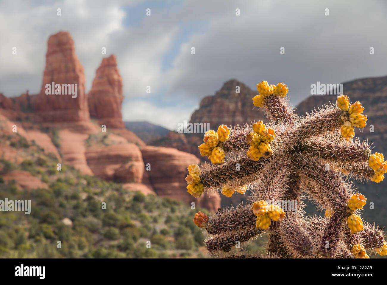 Reddish-brown spires and cliffs of Sedona's famed red rocks form the background for a spikey cholla cactus with bright orange fruit Stock Photo
