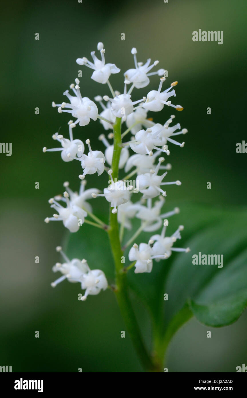 False lily of the valley flowering Stock Photo Alamy