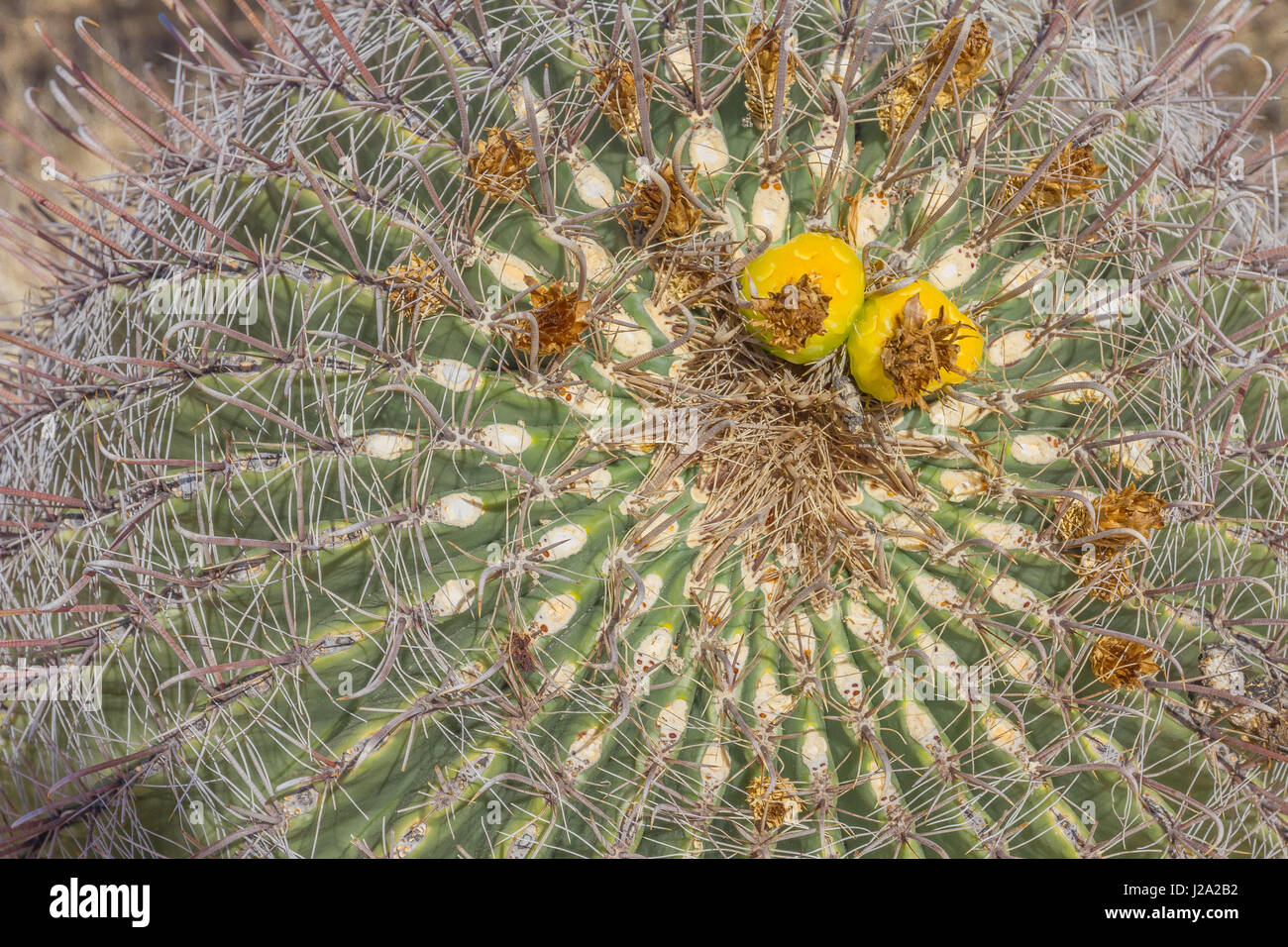 Adapted for the arid climate, this close-up shows the top of a prickly cactus with two bright yellow flowers Stock Photo