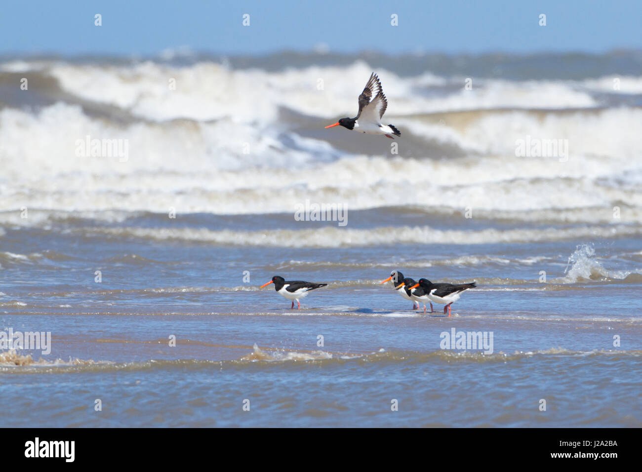 Dee estuary wales birds hires stock photography and images Alamy Dee estuary wales birds hires stock photography and images Alamy