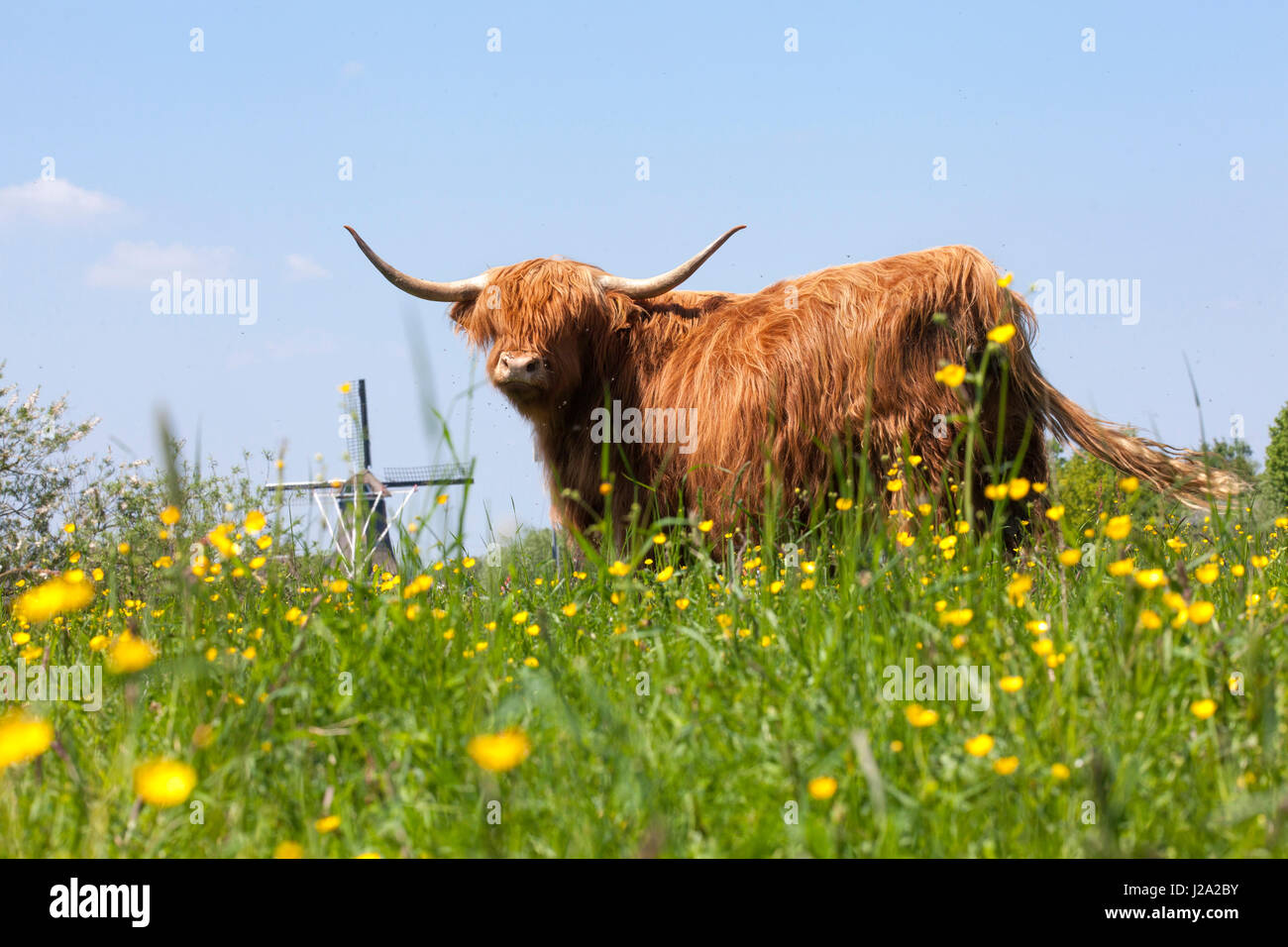 Land management nature reserve Duursche Waarden â€‹â€‹with large herbivores Stock Photo