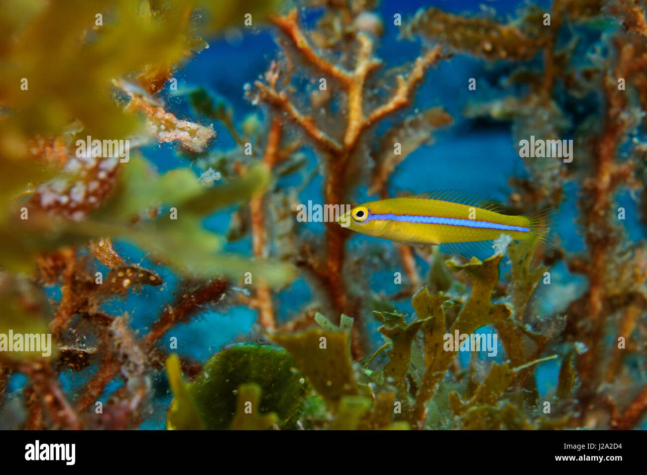 Underwater life at the reef of Sint Eustatius Stock Photo