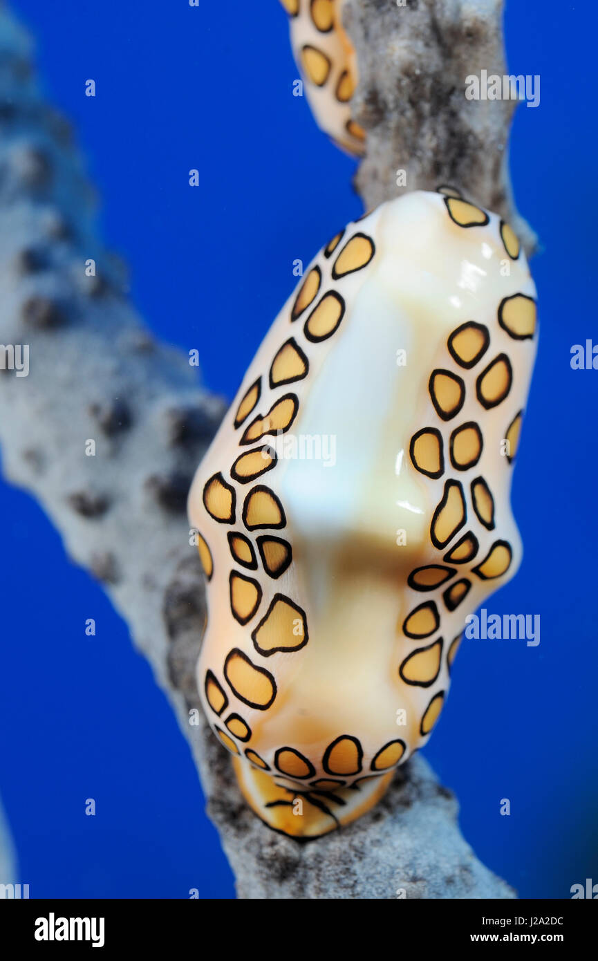 The beautiful pattern of the Flamingo tongue snail is not on the shell, but on the soft mantel tissue that covers the shell Stock Photo