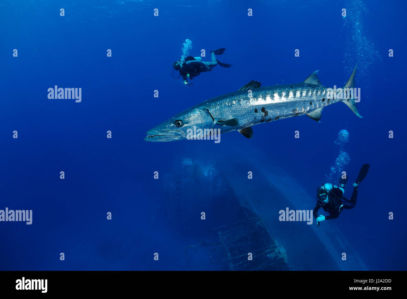 A large barracuda and two divers near the wrech of the Charlie Brown near Sint Eustatius Stock Photo