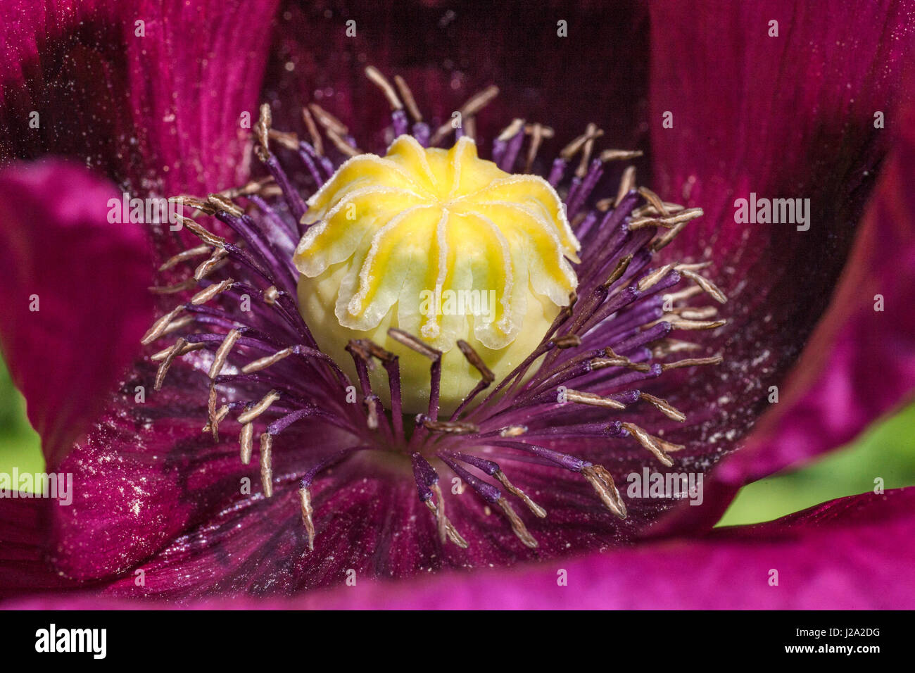 Close-up of the heart of a purple Edible-Seeded Poppy in the garden of the nature reserve in Diepenveen. Stock Photo