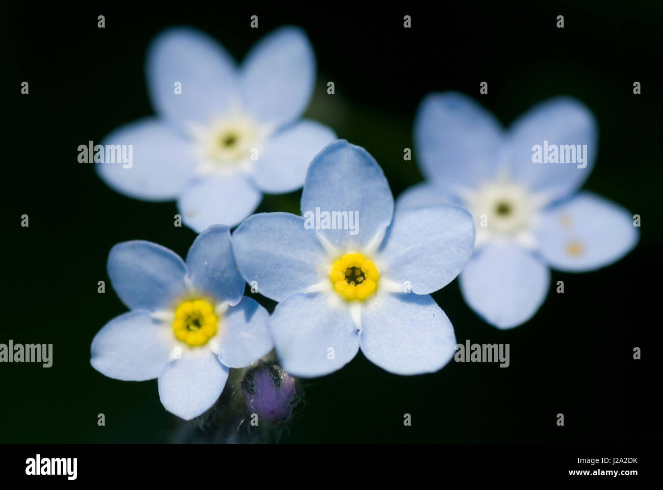 Flowers of the Water forget-me - not (Myosotis scorpioides) Stock Photo