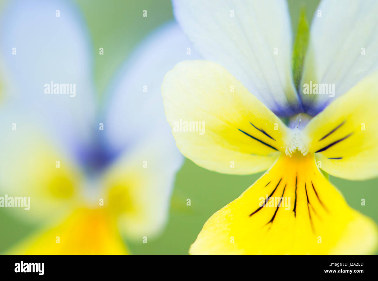 zink violet flowers with blue Stock Photo