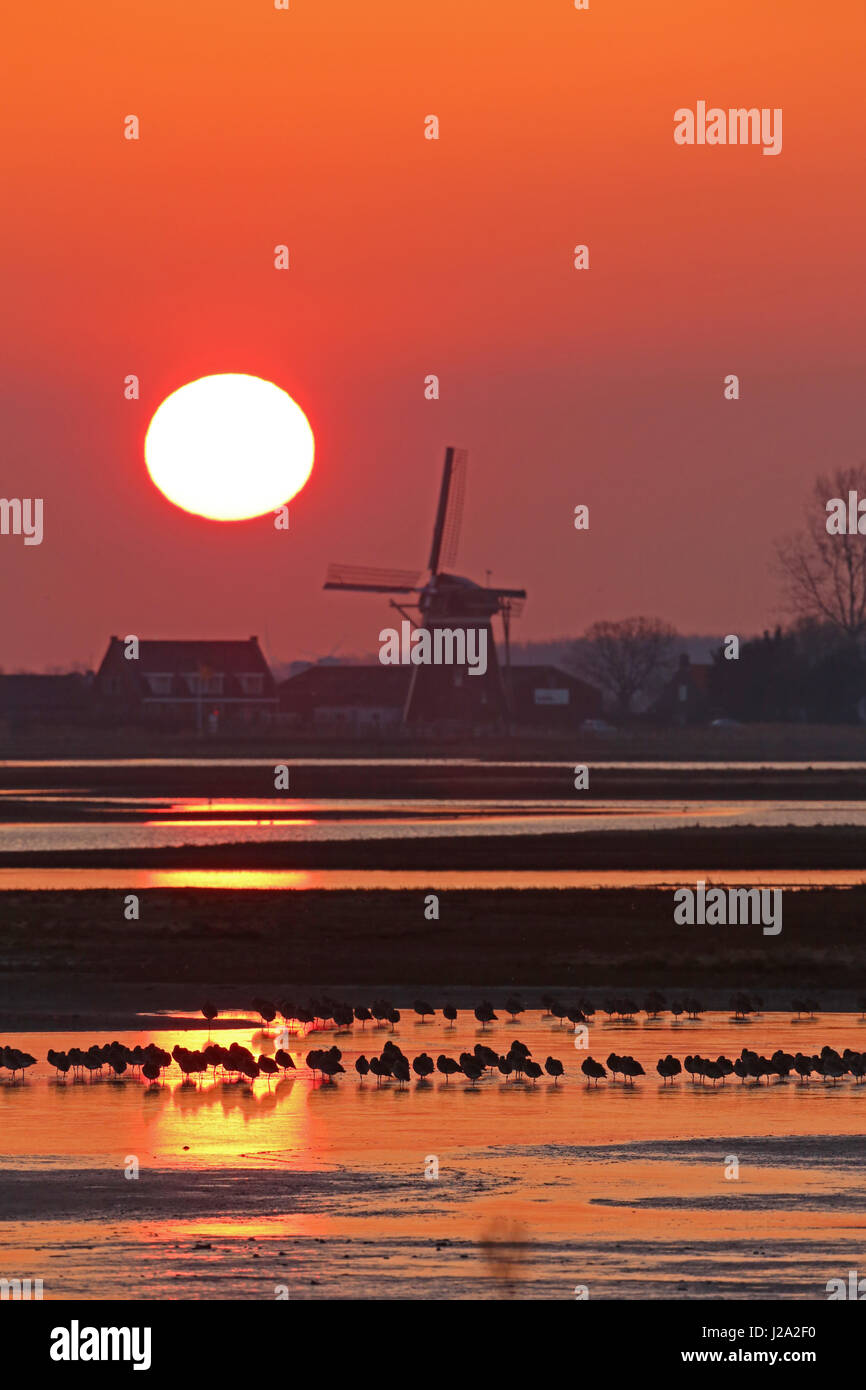 Curlews (Numenius arquata) in the water during sunset, windmill in background Stock Photo