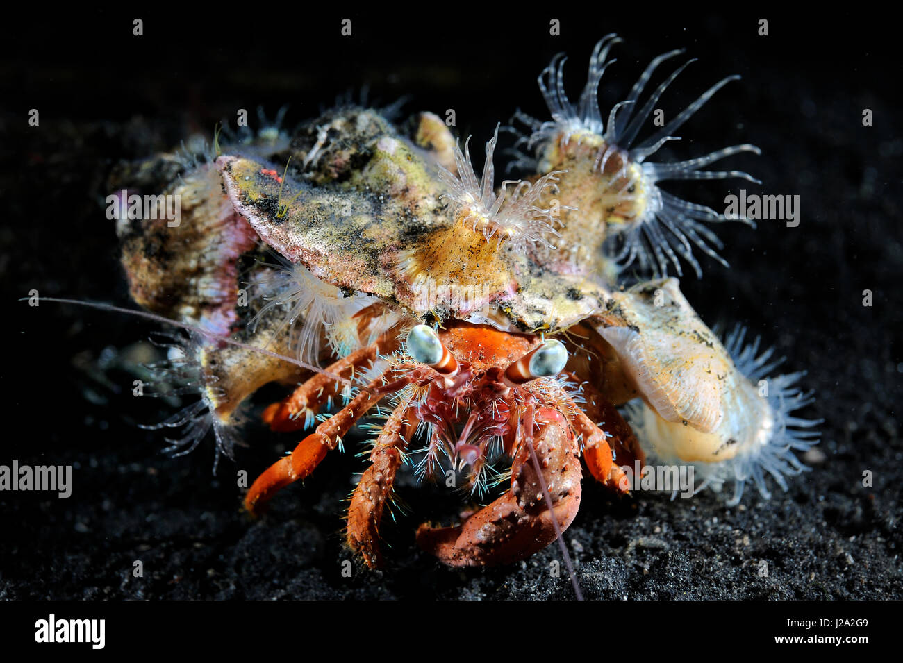 The Anemone Hermit Crab (Dardanus pedunculatus) lives in symbiosis with the anemone on it's shell Stock Photo