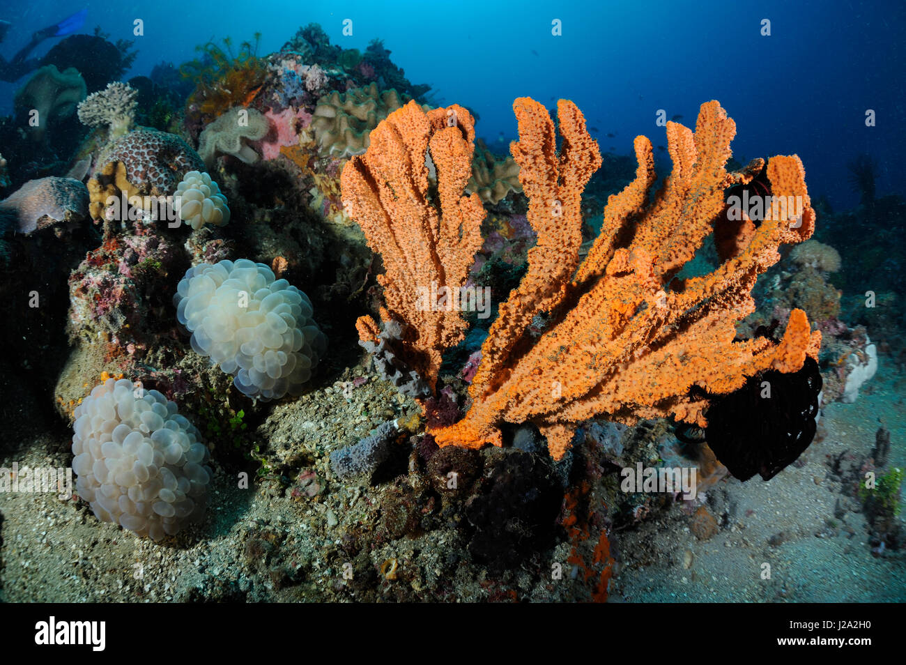 Sponges at the coral reef in the Lembeh Strait Stock Photo