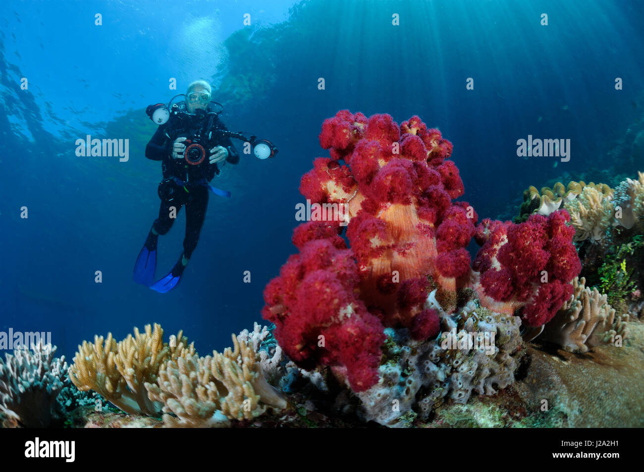 An underwater photographer near the coral reef in the Lembeh Strait Stock Photo