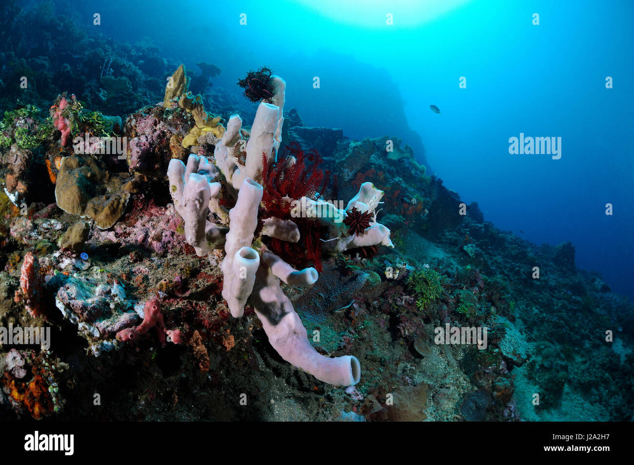 Sponges at the coral reef of the Lembeh strait Stock Photo