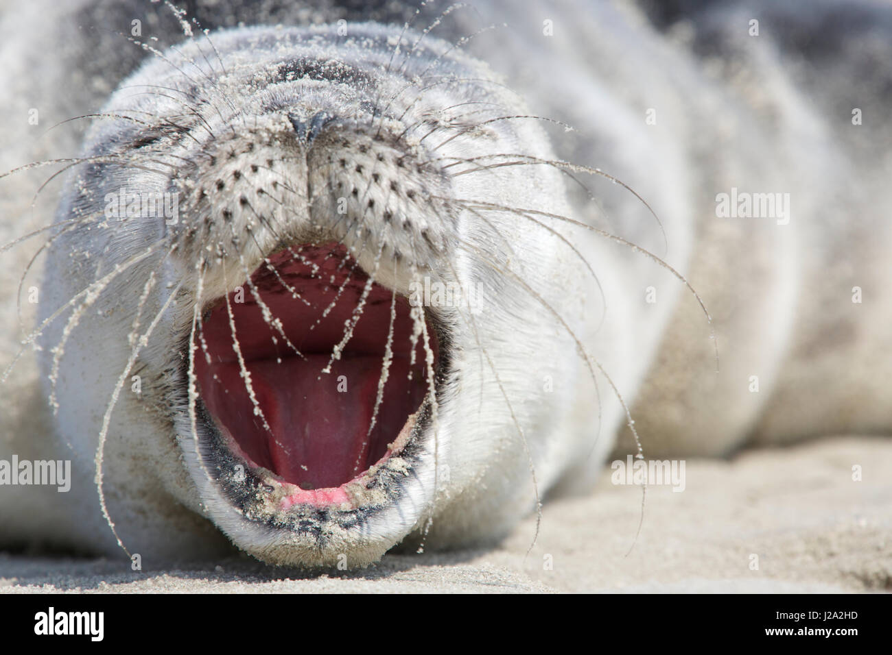 A young harbour seal pup, wit his mouth wide open, lays on the beach Stock Photo