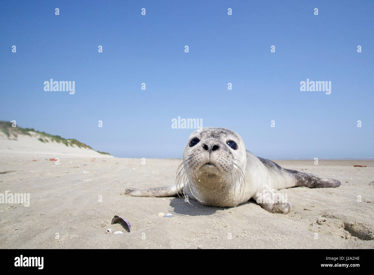 A young Harbour Seal (Phoca vitulina) on the beach of Rottumerplaat Stock Photo