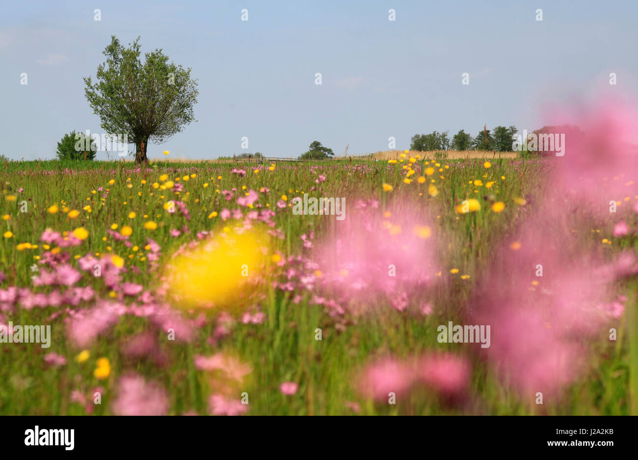 Wet peatland with Ragged Robin and Meadow Buttercup Stock Photo Alamy