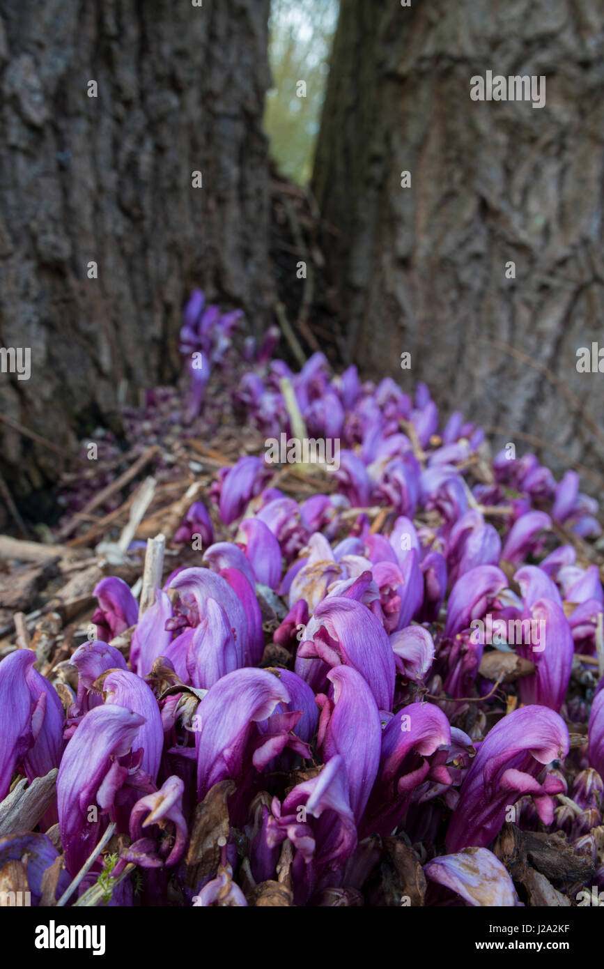 flowers of the parasitic plant Purple Toothwort (Lathraea clandestina) Stock Photo