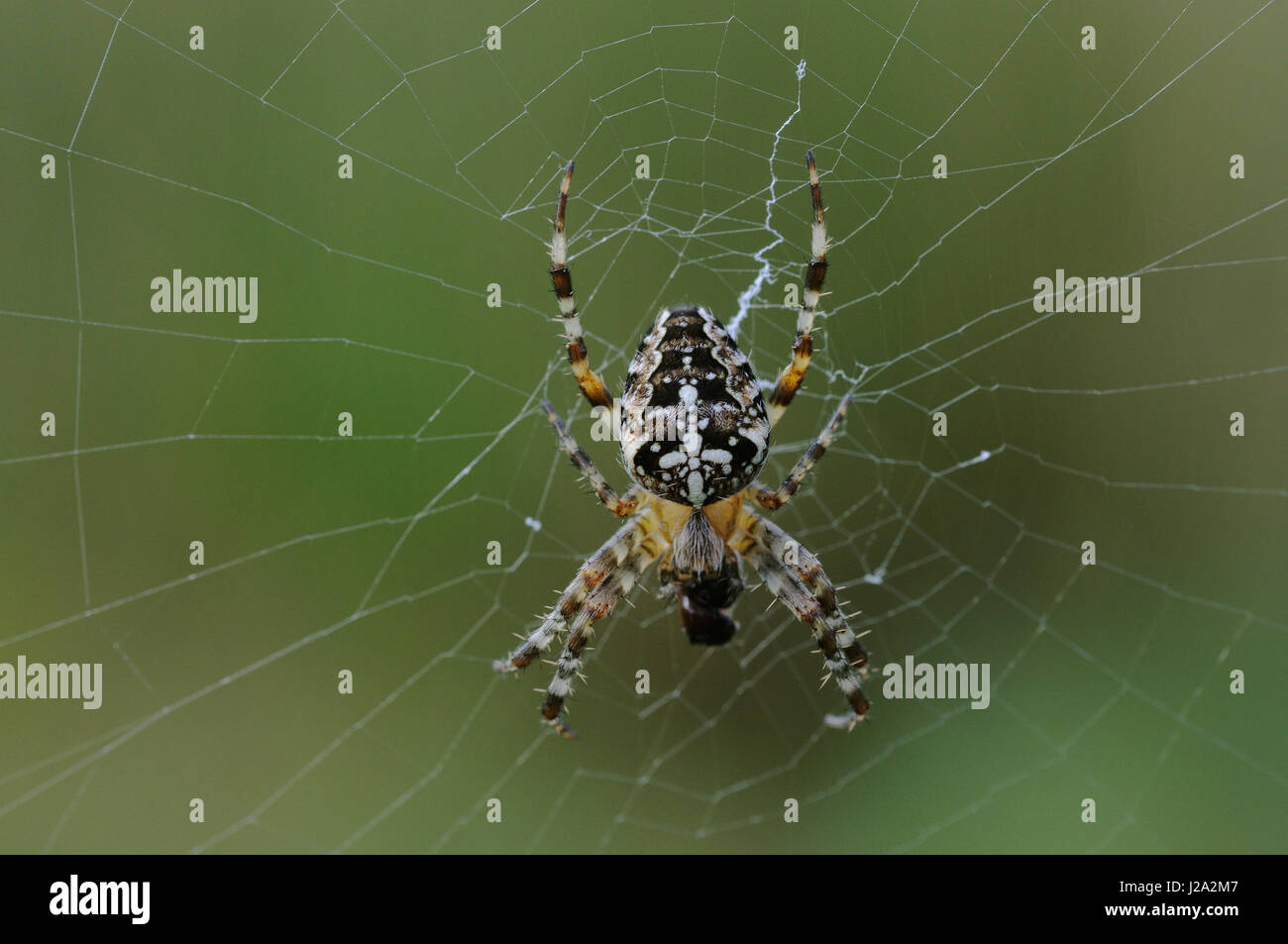 A European garden spider in its web Stock Photo - Alamy
