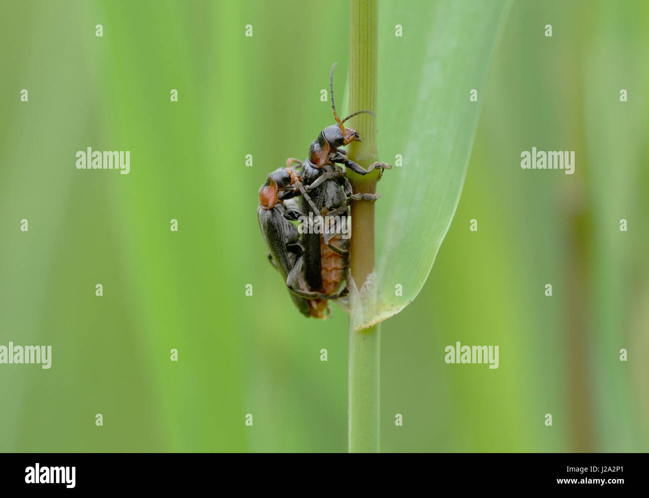 Black soldier beetles mating Stock Photo - Alamy