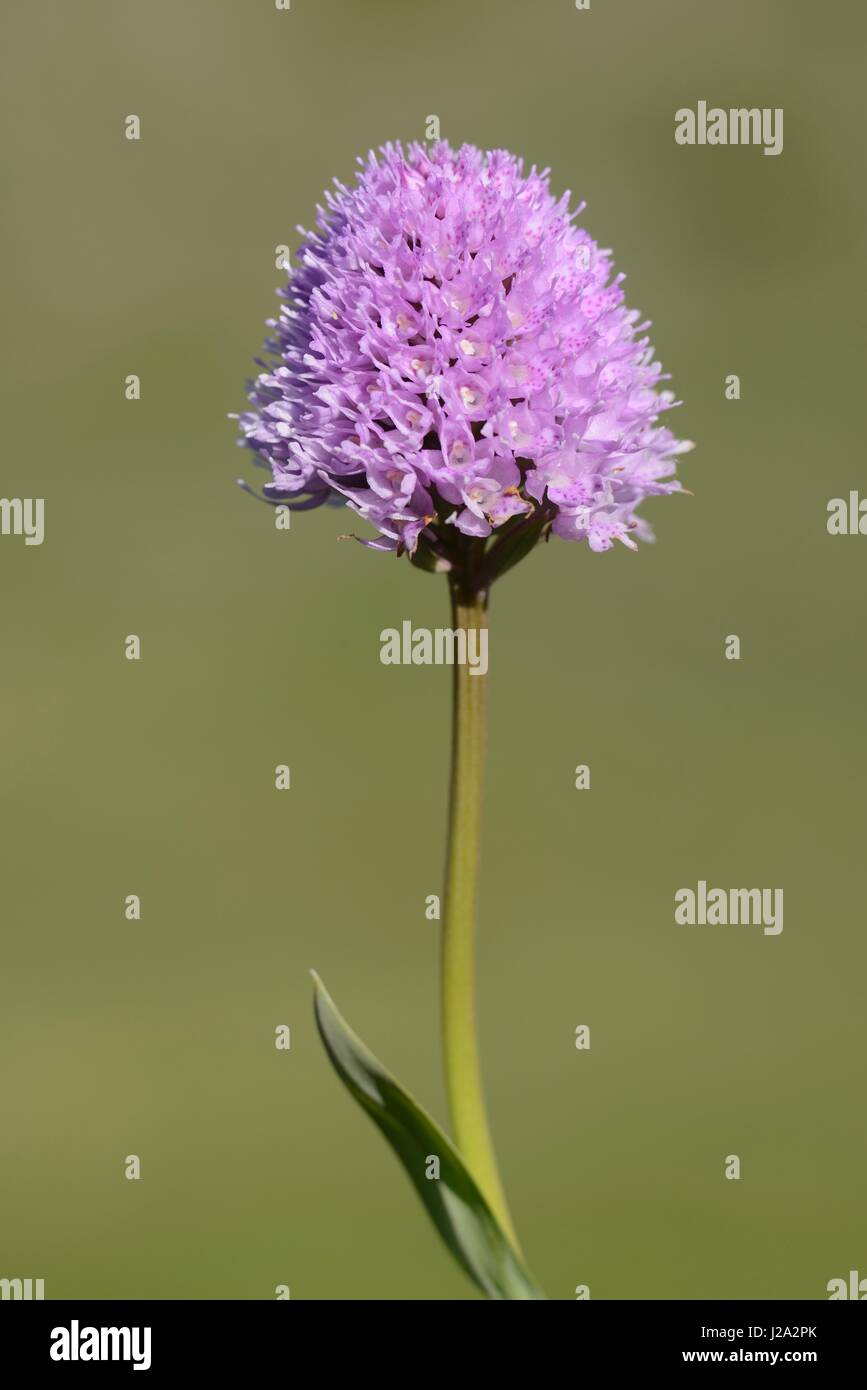 Flowering Traunsteinera globosa on alpine meadow Stock Photo