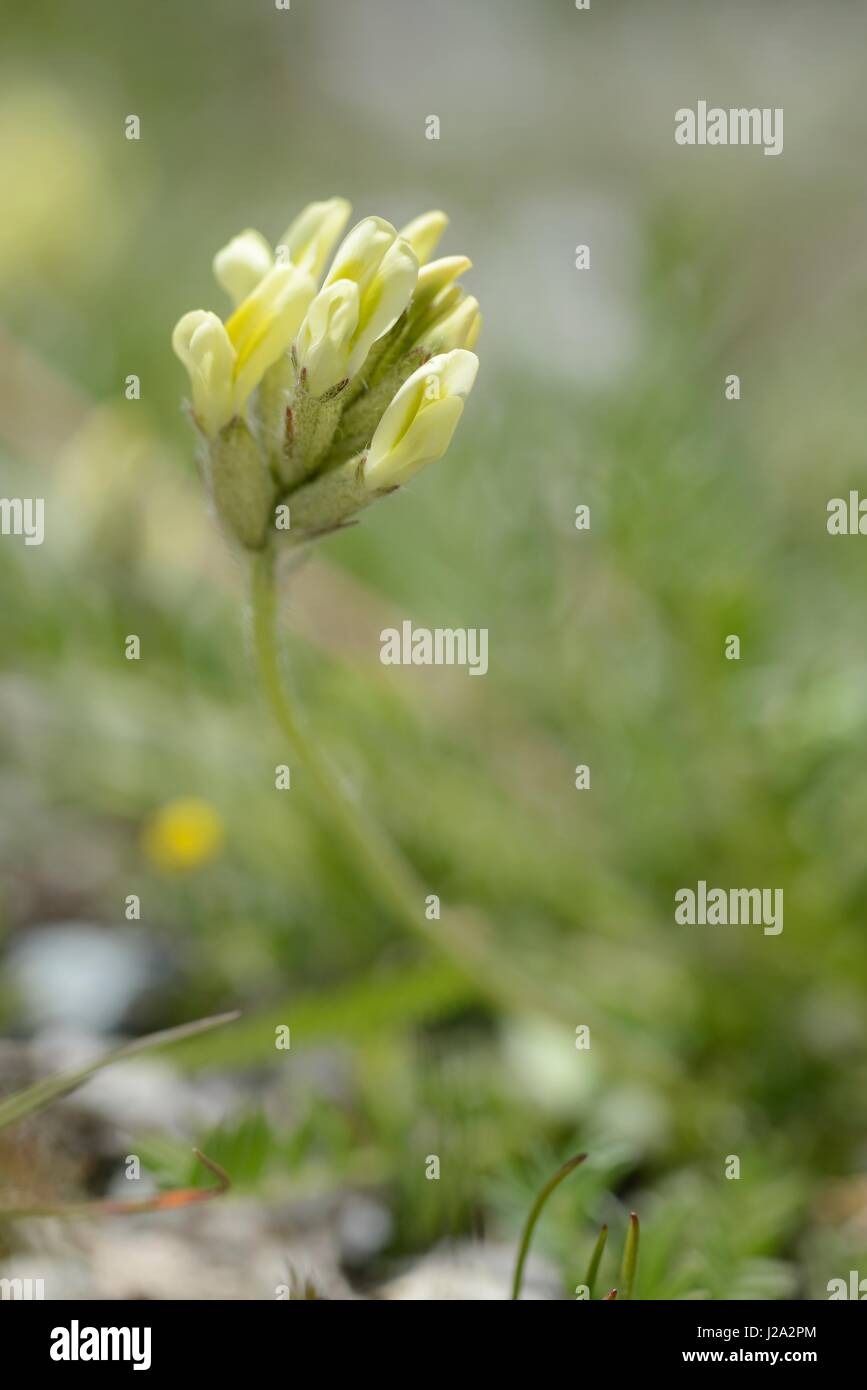 Flowering Yellow Oxytropis Stock Photo