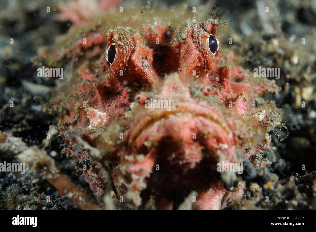 The Demon stinger fish buries itself in partially to suddenly grab prey from the ambush Stock Photo