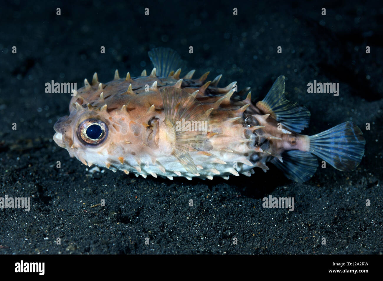The Fine spotted porcupinefish may, in case of danger, inflating its body so it increases his volume and its spines will standing upright Stock Photo