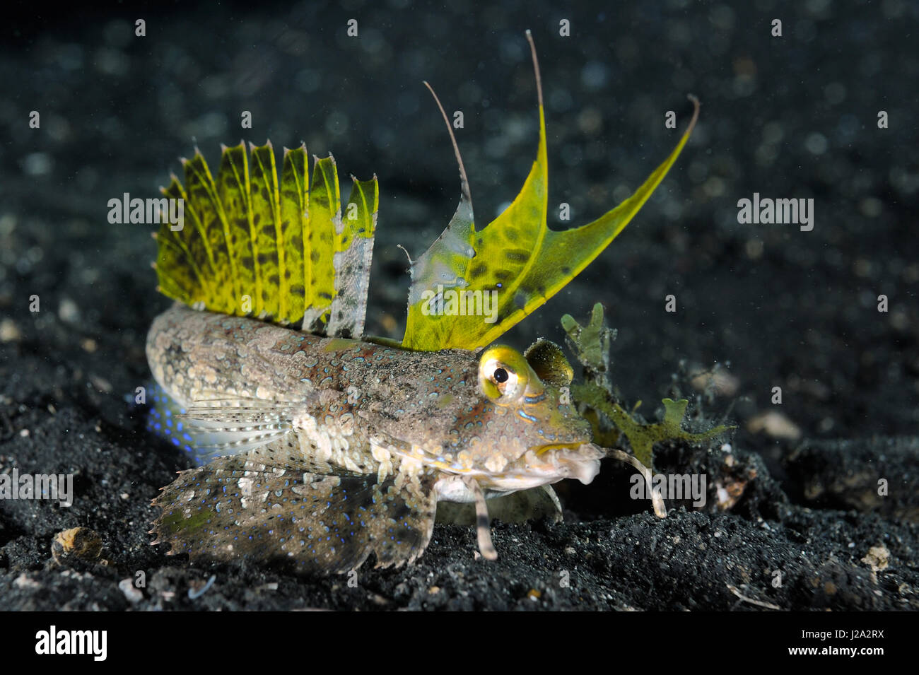 The Fingered dragonet belongs to the dragonets family. Stock Photo
