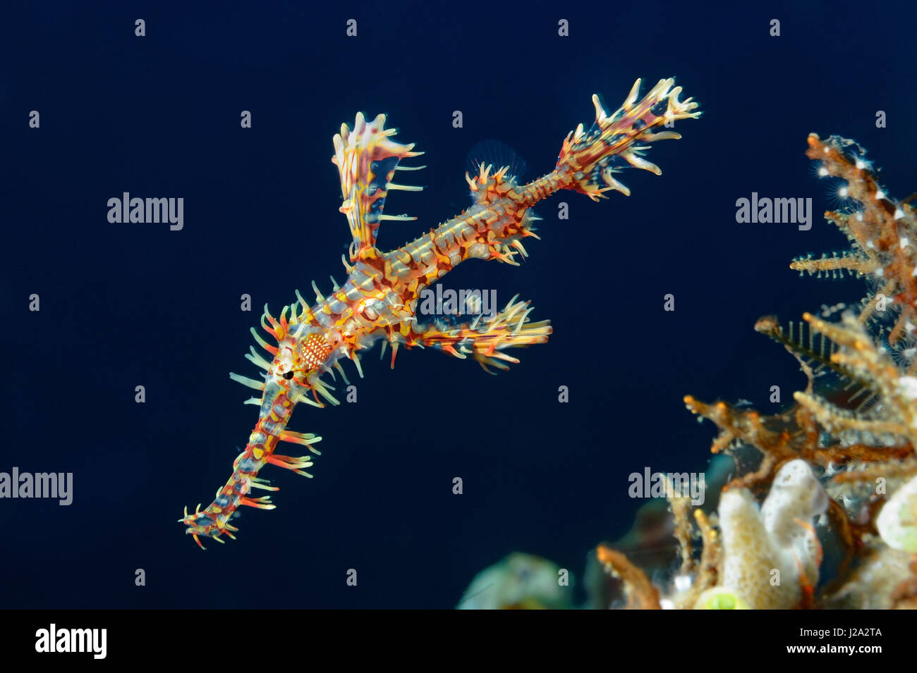 The Ornate ghost pipefish often swim with their head down so they better blend into the background Stock Photo