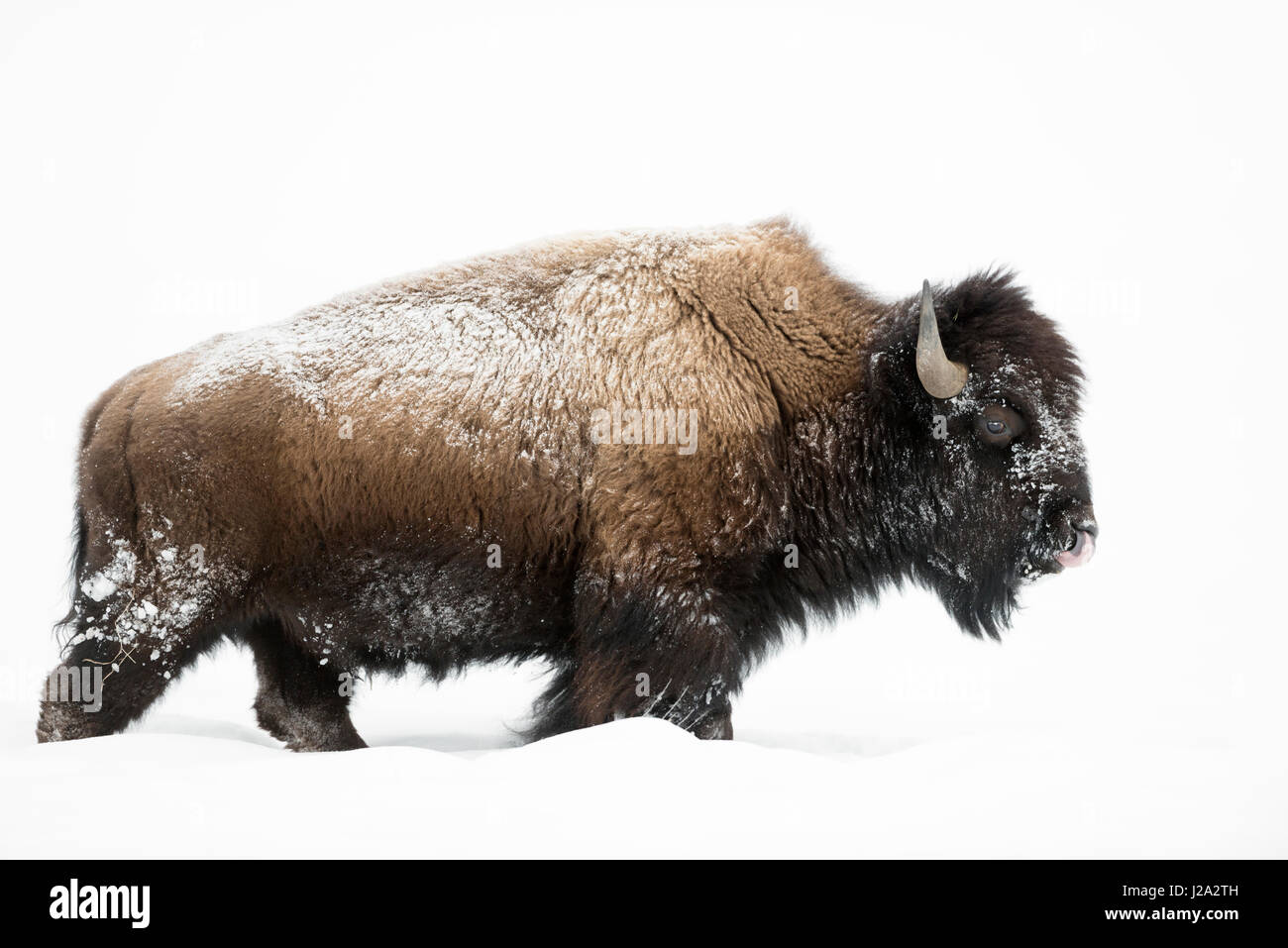 American bison / Amerikanischer Bison ( Bison bison ) in winter, mature bull, walking through deep snow, licking its nose, Yellowstone National Park,  Stock Photo