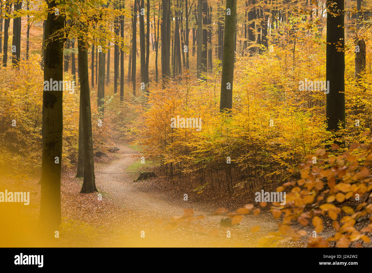 Hiking trail forest autumn hi-res stock photography and images - Alamy