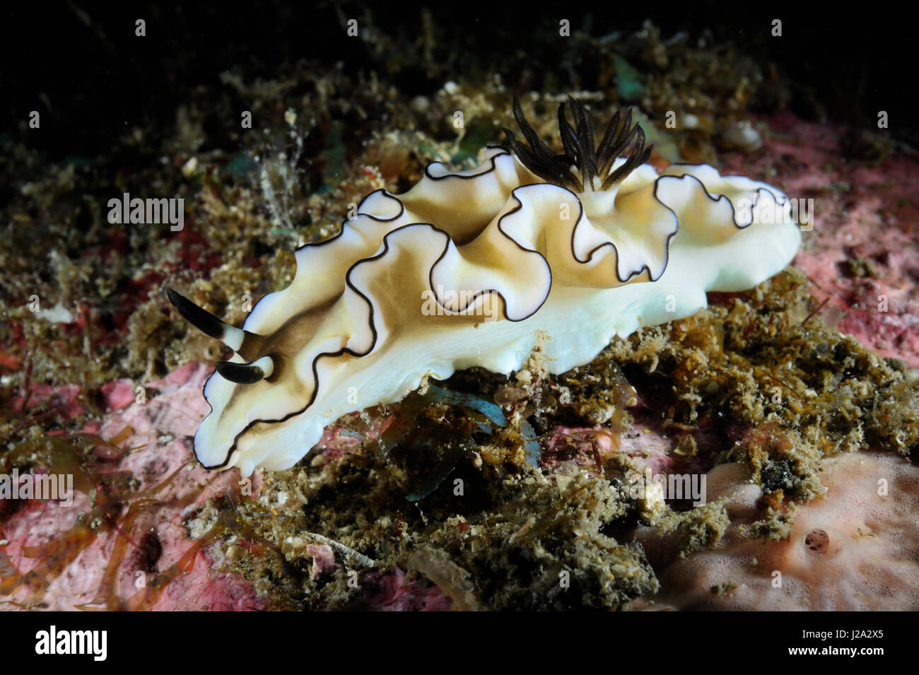 The Glossostigma Doris atromarginata feeds mainly on sponges Stock Photo