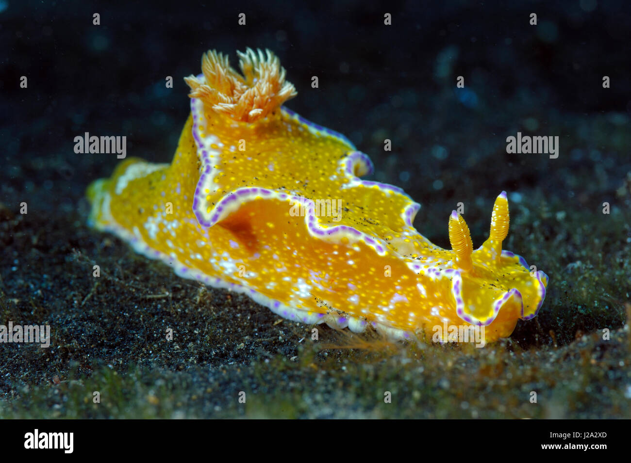 The Purple edged Ceratosoma crawls across the black sand of Lembeh street Stock Photo