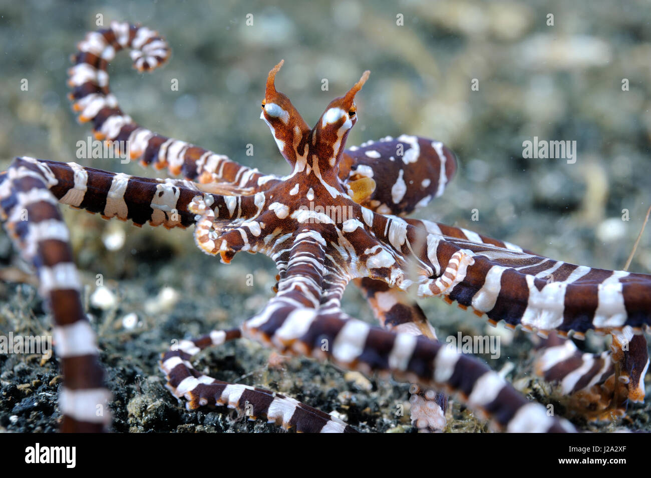 Octupus arms hi-res stock photography and images - Alamy