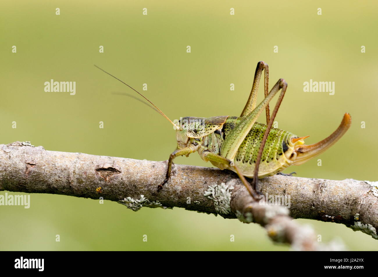 In Croatia these huge grasshoppers (Sword-tailed bushcricket) can be found in every meadow and are on the menu of many birds and mammals. Stock Photo