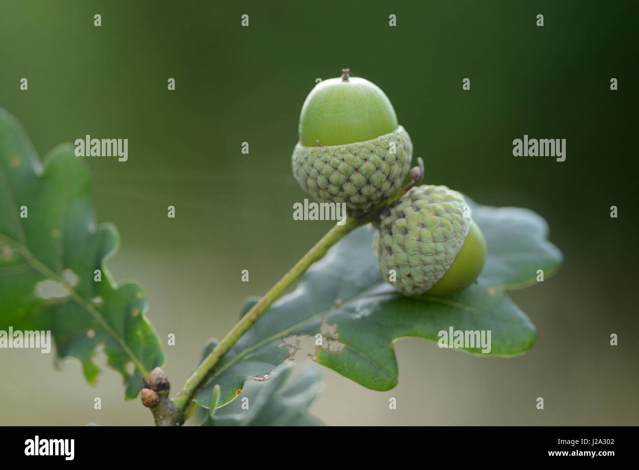 Fruiting Pedunculate Oak Stock Photo