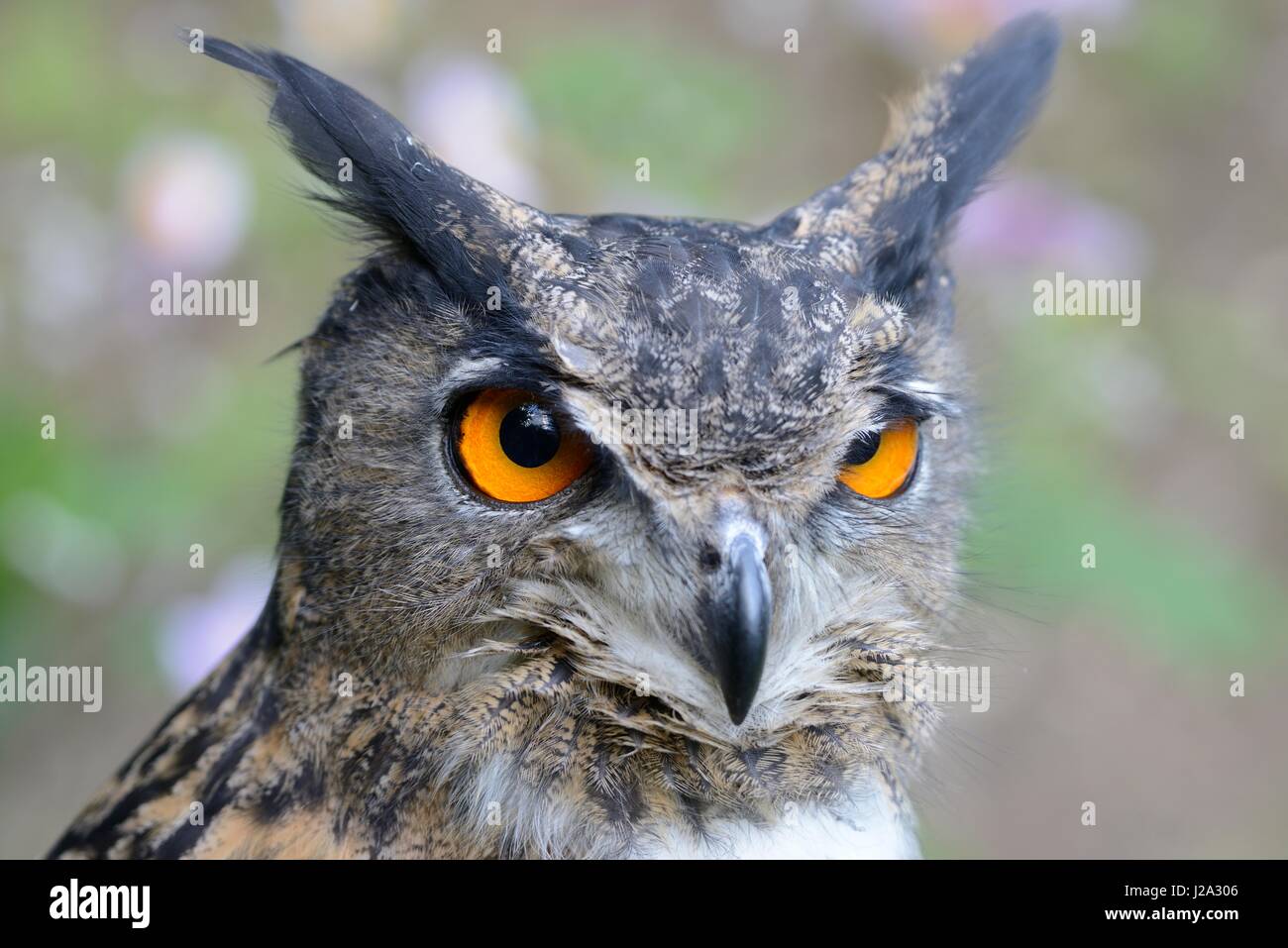 Headshot of an adult male Eagle owl (captive) Stock Photo